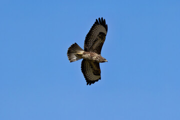 Common Buzzard (Buteo buteo) spotted in Baldoyle Racecourse, Dublin, commonly found across Europe.