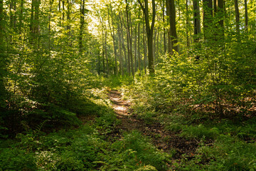 Obraz premium landscape inside a forest in thuringia near Braunsroda