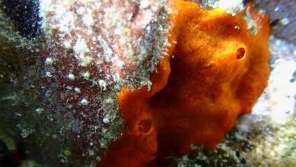 Red encrusting sponge or orange-red encrusting sponge (Crambe crambe) close-up undersea, Aegean Sea, Greece, Skiathos island, Vasilias beach