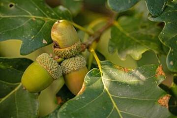 acorns on a oak tree in fall