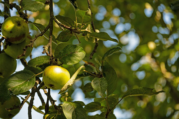 apples on an apple tree in a orchard meadow in thuringia