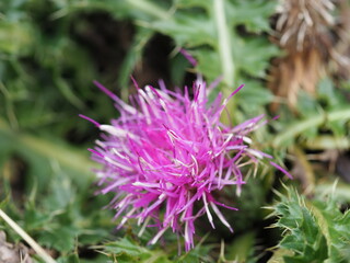 Pink thistle on the Dolomites