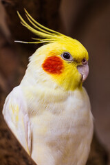 Calopsitte élégante (Nymphicus hollandicus), oiseau originaire d’Australie de la famille Cacatuidae (cacathoes)