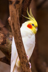 Calopsitte élégante (Nymphicus hollandicus), oiseau originaire d’Australie de la famille Cacatuidae (cacathoes)