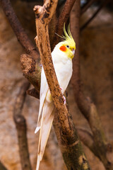 Calopsitte élégante (Nymphicus hollandicus), oiseau originaire d’Australie de la famille Cacatuidae (cacathoes)