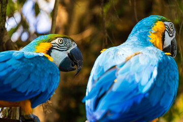 Ara bleu (Ara ararauna), grand oiseau originaire d’Amérique du Sud de la famille des Psittacidae