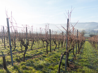 Obraz premium Emty vineyard after the harvest