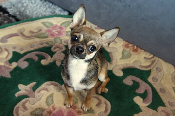 Chihuahua puppy sitting on the floor