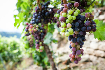 Colored Grapes before the harvest