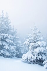 Fototapeta premium Snow-covered evergreen trees in a misty winter landscape near a mountain during a calm snowfall