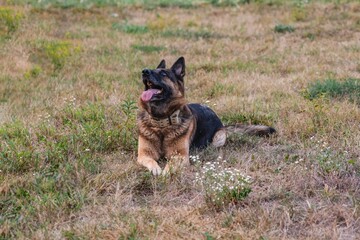 Lying beautiful german shepherd dog resting on grass