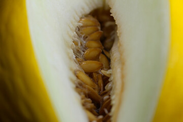 melon background. cut melon. melon details. yellow fruit. fruit with selective focus.