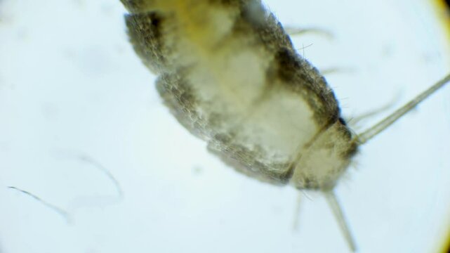 Microscopic view of a silverfish in slow motion. Its silver, wingless body, long antennae, and bristles at the tail are clearly shown.