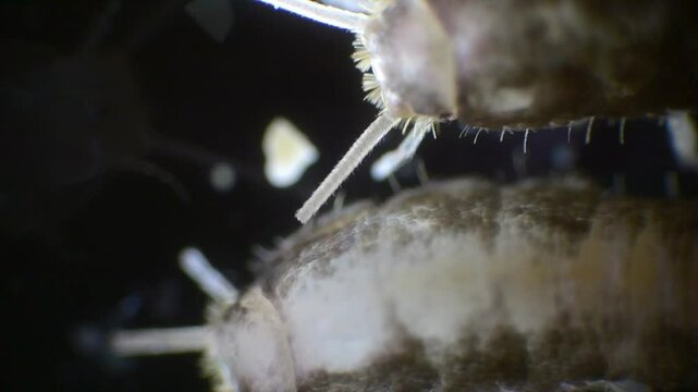 A detailed view of a silverfish insect under a microscope, captured in slow motion. Its silver body, long antennae, and three bristles are visible at the tail.