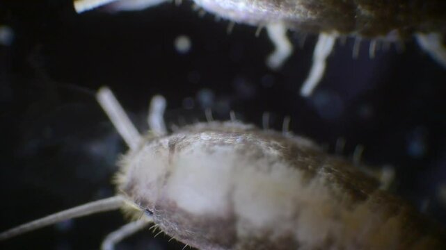 A detailed view of a silverfish insect under a microscope, captured in slow motion. Its silver body, long antennae, and three bristles are visible at the tail.