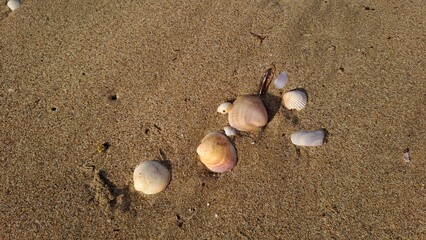 shells on the beach