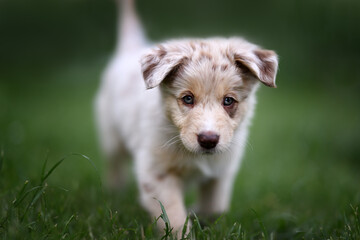Australian Shepherd light-colored puppy with brown spots walking towards camera in grass