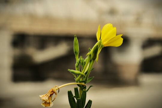  Il Fiore della diga