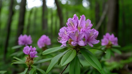 Fototapeta premium A close-up of a cluster of vibrant pink rhododendron flowers blooming in a lush green forest.