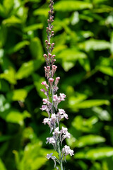 Close up of pink toadflax (linaria purpurea)