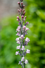 Obraz premium Close up of pink toadflax (linaria purpurea) flower