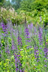 Purple toadflax (linaria purpurea) flowers in bloom