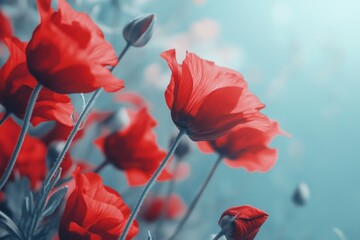 Obraz premium Vibrant Red Poppies in Soft Focus Background