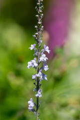 Purple and white toadflax (linaria purpurea)