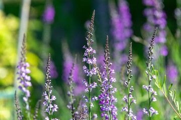 Obraz premium Purple and white toadflax (linaria purpurea) flowers