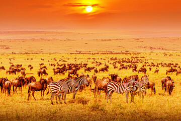 Zebra and wildebeests group with amazing sunset in african savannah. Serengeti National Park, Tanzania. Wild nature african landscape and safari concept © Nikolay N. Antonov