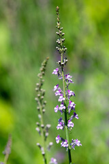 Close up of purple and white toadflax (linaria purpurea)
