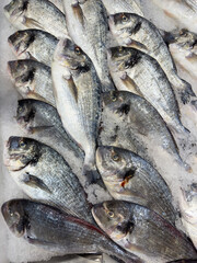 Fresh dorado fish lie on ice at a seafood market, ready for sale.