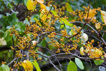 Oriental bittersweet (Celastrus orbiculatus) It is commonly called Oriental , as well as Chinese , Asian , round-leaved  and Asiatic bittersweet