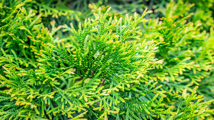 green twigs of thuja emerald with visible texture