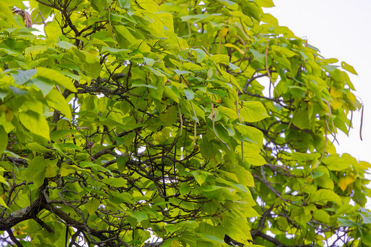 The northern catalpa (Catalpa speciosa), commonly known as the  hardy catalpa, western catalpa, cigar tree or catawba is tree native to the midwestern United States.