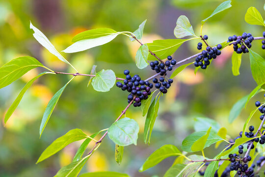 Buckthorn (Rhamnus catharticus). Black berries on a branch with leaves, on thorn bush in the family Rhamnaceae