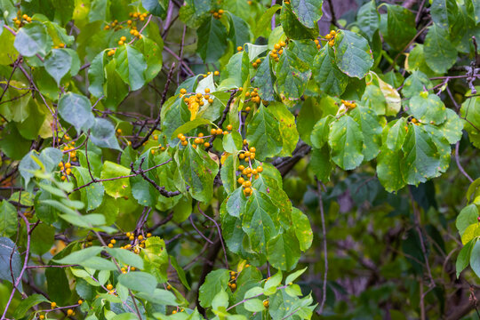 Oriental bittersweet (Celastrus orbiculatus) It is commonly called Oriental , as well as Chinese , Asian , round-leaved  and Asiatic bittersweet