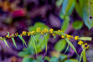 Curtis' Goldenrod (Solidago  curtisii), commonly called Curtis' goldenrod and mountain decumbent goldenrod, is a North American species 