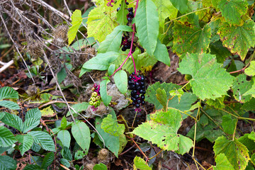  American pokeweed (Phytolacca americana) also known as pokeweed, poke sallet, pokeberry, dragonberries, pigeonberry weed, and inkberry is a poisonous plant.