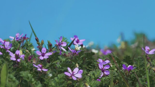 Microscopic spring flowers the size of a fingernail, blooming prairie. Pin grass, alfilaria (Erodium cicutarium) and whiteblow (Draba verna)
