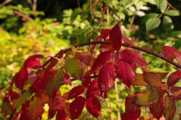 colorful autumn leafs in a forest