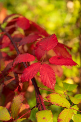 colorful autumn leafs in a forest