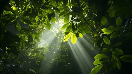 A dense rainforest canopy filled with vibrant green leaves and sunlight filtering through, creating a serene atmosphere
