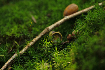 moss still life in a forest