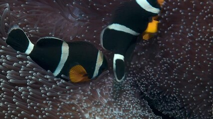A close-up of two black clownfish (Amphiprion melanopus) hiding in an anemone.