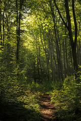 Obraz premium landscape inside a forest in thuringia near Braunsroda
