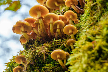 Fototapety na wymiar - Fototapeta24.pl