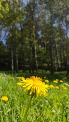 Fototapeta premium Dandelions on a meadow