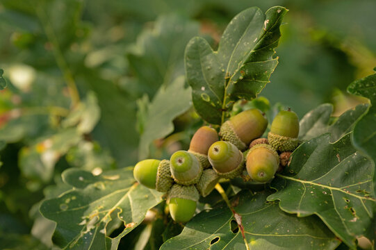 acorns on a oak tree in fall