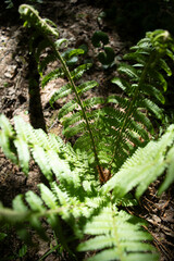 Green plants in the forest. Undergrowth in the middle belt. Summer plants.